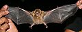 Little yellow-shouldered bat Wingspan
