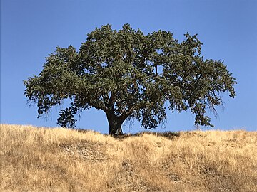 Mature valley oak on a hillside