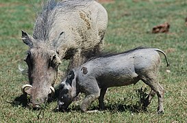 Warthog mother and piglet