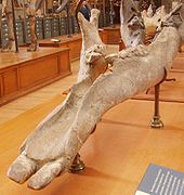 Archaeobelodon filholi mandible