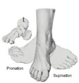 Supination and pronation of the foot