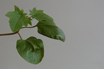 Cotyledons (round) and first true leaves (serrated) on a young plant (about four weeks old)