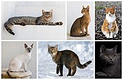 Five images of domestic cats