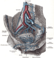 The veins of the right half of the male pelvis