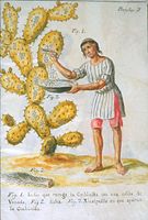 Collecting scale insects from a prickly pear for a dyestuff, cochineal, 1777
