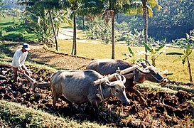 Water buffalo ploughing a rice paddyfield, Java