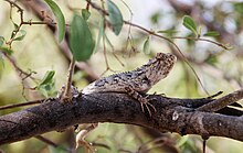A lizard from Thar desert
