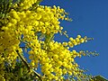 Image 12Yellow mimosa is the symbol of IWD in Italy as well as in Russia, Ukraine and many other ex-Soviet Union republics (from International Women's Day)