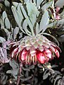 Protea pendula