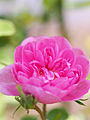 ‘Spong’, Rosa centifolia, vor 1789
