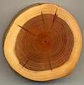 Image 32A section of yew (Taxus baccata) showing 27 annual growth rings, pale sapwood and dark heartwood (from Tree)