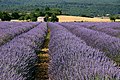 Lavendelanbau in Südfrankreich