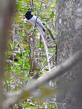 Indian paradise flycatcher