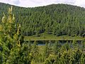 Pinus sibirica Ulagansky Pass near Ulagan, Russia