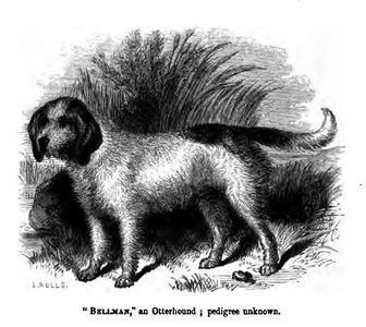 An Otterhound, published in 1859