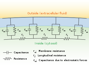 A diagram showing the resistance and capacitance across the cell membrane of an axon. The cell membrane is divided into adjacent regions, each having its own resistance and capacitance between the cytosol and extracellular fluid across the membrane. Each of these regions is in turn connected by an intracellular circuit with a resistance.