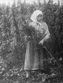Image 15Harvesting hemp in the USSR, 1956 (from Hemp)