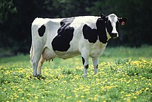 Holstein cattle are the primary dairy breed, bred for high milk production.