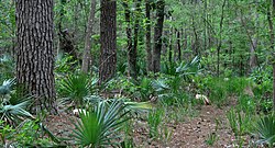 Dwarf palmettos (Sabal minor), Sam Houston National Forest, Walker County, Texas (May 2012)