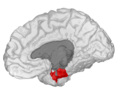 Entorhinal cortex, shown in the right cerebral hemisphere.