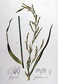 Glyceria fluitans (paprastoji monažolė). The seeds were used for food and mentioned as nature goods of Lithuania Minor along with beeswax, honey, amber and timber.[17]