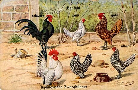 Bantams, coloured postcard, 1910