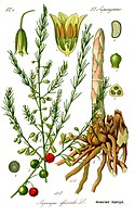 German botanical illustration of asparagus