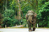 Elephant at Khao Yai National Park