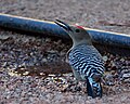 A Gila woodpecker drinking water