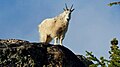 Image 22Mountain goat on Wallaby Peak in the North Cascades (from Cascade Range)