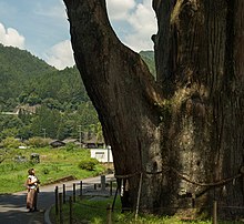 A woman stands next to a large sacred tree.