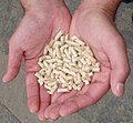 Wood pellets, a type of important solid fuel nowadays, is produced from compressed wood residues through pelletizing, involving the softening of lignin.