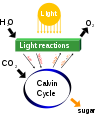 Image 25Photosynthesis changes sunlight into chemical energy, splits water to liberate O2, and fixes CO2 into sugar. (from Carbon dioxide in Earth's atmosphere)