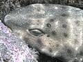 Swellshark closeup