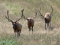 American elk, or wapiti