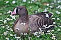 A lesser white-fronted goose at Weltvogelpark Walsrode