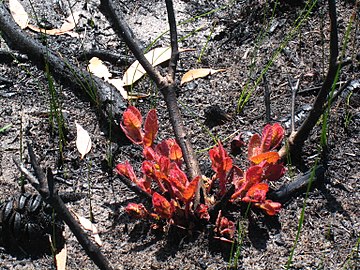 A. hispida lignotuber regrowth after fire
