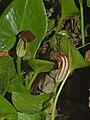 Plants of Arisarum vulgare