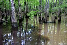 Baygall blackwater (left) mixing with typical muddy water (right). Big Thicket National Preserve, Jack Gore Baygall Unit, Hardin Co. Texas; 3 April 2020
