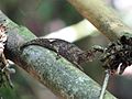 (a) Brookesia sp. im Nationalpark Ranomafana