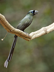 A long tailed treepie with greenish plumage