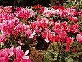 cultivated cyclamens