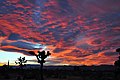 Red sunset twilight, Landers, California USA
