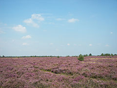Lüneburg Heath, an anthropogenic heath in Lower Saxony, northern Germany