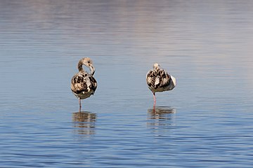Flamingos on the lake