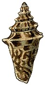 shell viewed from the apertural side
