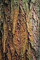 Common oak bark