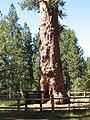 Pinus ponderosa; dieser Baum gilt als höchstes Exemplar dieser Art in Oregon