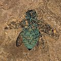 Fossil jewel beetle from the Eocene, found in the Messel Pit (Germany)