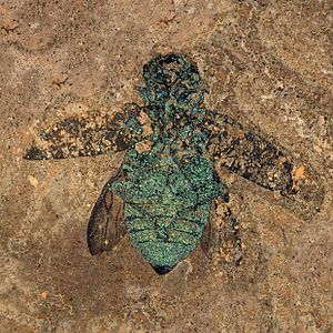 Fossil juwel beetle Buprestidae from Messel pit